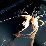 Нарды под стеклом «Медведь» — фотография 2